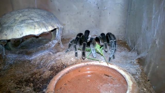 Сравнение домашних животных. Пауки и Коты смотреть онлайн