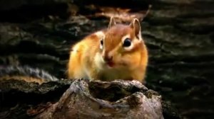 Россия. Природа России