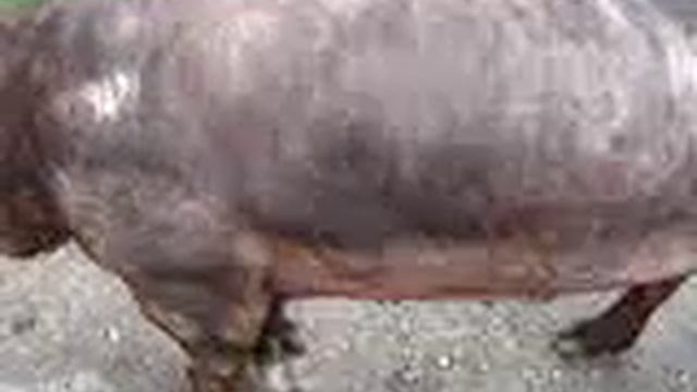 D262 9 смотреть онлайн