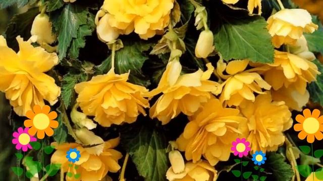 Бегония клубневая (Cascade yellow). Краткий обзор, описание характеристик, где купить луковицы смотреть онлайн