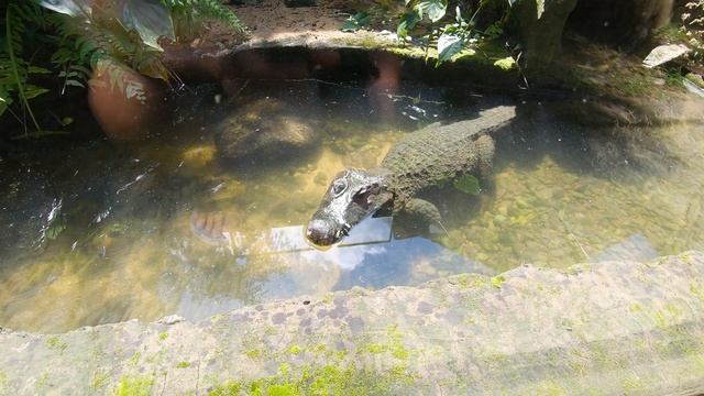 Bali Reptile Park Bagian 2: Reptile Petting Zoo смотреть онлайн