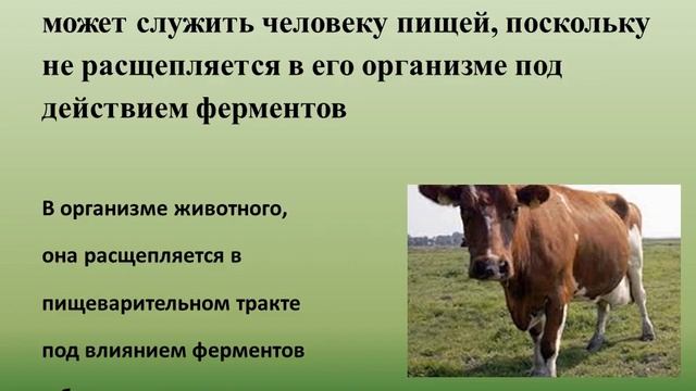 10 класс. Химия. Целлюлоза смотреть онлайн