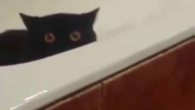 кот украл рыбу со стола и спрятался с ней в ванне смотреть онлайн