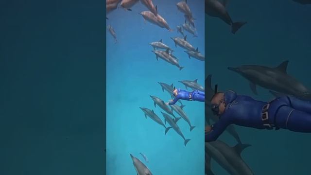 Плавать с дельфинами | Swim with dolphins #top #dolphin #дельфины #подводныймир смотреть онлайн