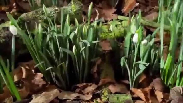 Оксана Варушкина - "Земля малышка" смотреть онлайн