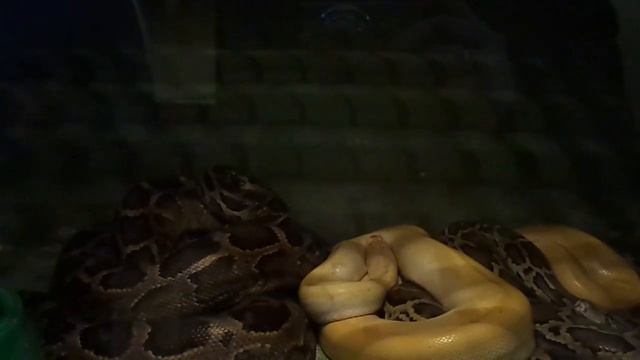 ВНИМАНИЕ!!! СПОКОЙНО УДАВ смотреть онлайн