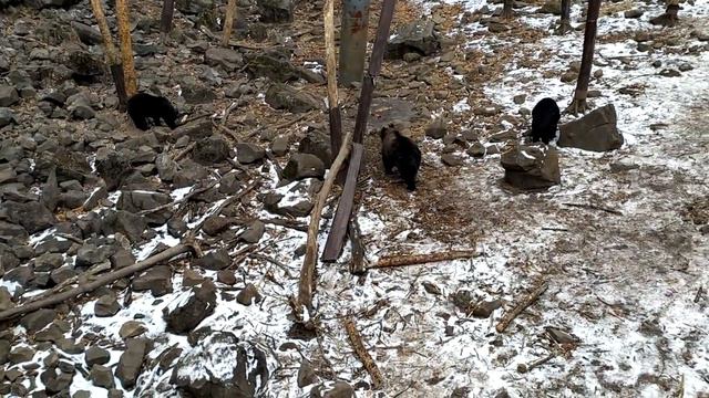 ПАРК МЕДВЕДЕЙ. Приморский Сафари-парк. смотреть онлайн