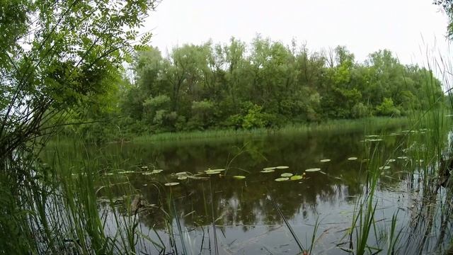 Ловля крупного карася на БОКОВОЙ КИВОК И ПОПЛАВОК. смотреть онлайн