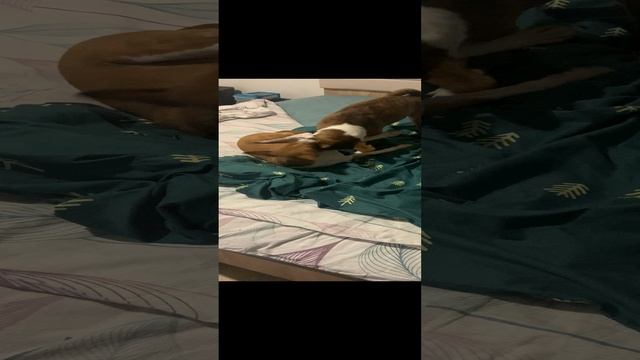 Вася и Салли борьба перед сном