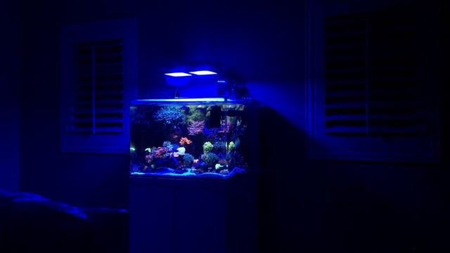 AQUAMAXX HOB 1.5 Skimmer (4 MONTH UPDATE) смотреть онлайн