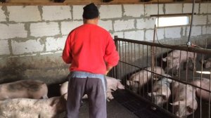 4 месяца откорма свиней на горохе ( 2-я грппа ). Свиноводство.