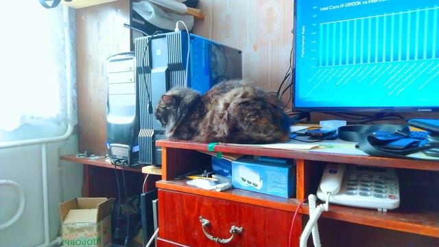 Кошка Соня лежит на моём рабочем столе смотреть онлайн