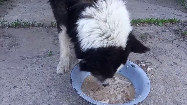 Обед для Барни и Бони продолжается!!! смотреть онлайн