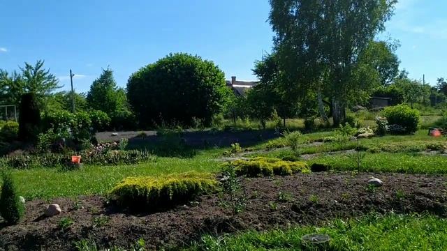 ПУЗЫРЕПЛОДНИК КАЛИНОЛИСТНЫЙ / ЛУЧШИЕ ДЕКОРАТИВНЫЕ КУСТАРНИКИ смотреть онлайн