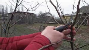Весенняя обрезка молодой груши, часть 1.