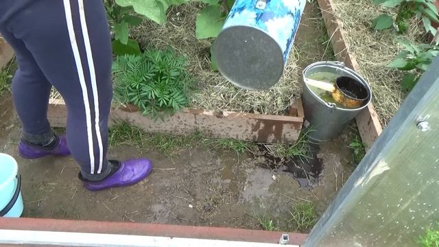 6 соток. Конец июня. Первый сбор помидор.  Прореживаем морковь. First Harvest Of Tomatoes.