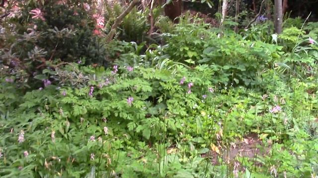 Bulb Log Video Diary Garden walk featuring foliage. смотреть онлайн