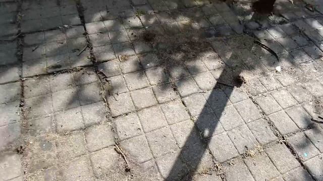 Кормлю гусей🦢 Борюсь с муравьями😎🐜 Знакомимся с ежиком🦔Такая жизнь😋😍 смотреть онлайн