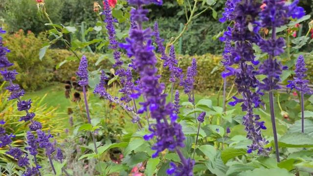 Цветы в октябре на дачном участке. Пришла осень. Дачный участок в Германии. 4К видео с музыкой смотреть онлайн