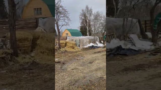 Ферма тульская область ВенгерскаяМангалица смотреть онлайн