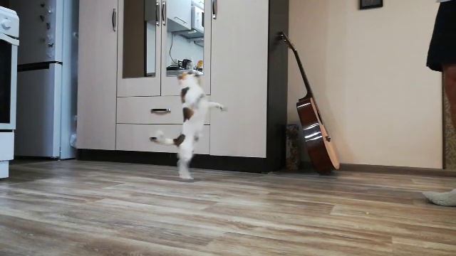 "Идеальная" команда Фунтика. Уррра! смотреть онлайн