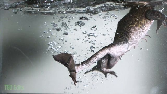 Envato Elements смотреть онлайн