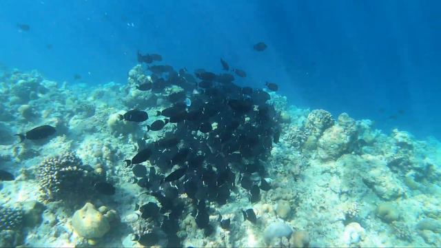 4K Maldives, Filitheyo Island Resort House Reef Snorkeling Part 2. #Maldives #travel #snorkeling