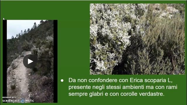 5 minuti di Erica arborea смотреть онлайн