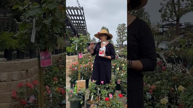 'Yves Piaget' Rose with Sarah Smith смотреть онлайн