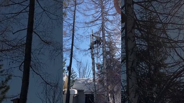 Спил сухой березы по частям со страховки на соседней живой. Часть 2. Чусовской тракт, Екатеринбург. смотреть онлайн