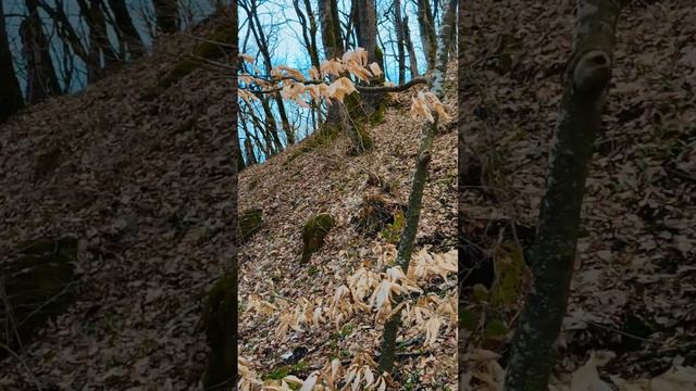 Гора Физиабго, святой источник, территория Свято-Михайловской Закубанской пустыни. смотреть онлайн