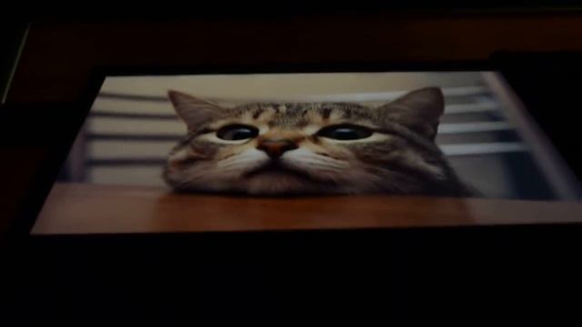 ASUS PA248QJ 시야각 (Viewing Angle) смотреть онлайн