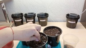 Посадка и всходы Ранункулюса