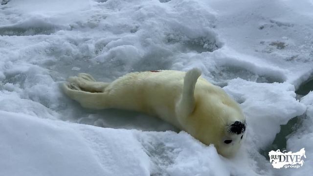 Самая милая экспедиция к белькам и оленям смотреть онлайн