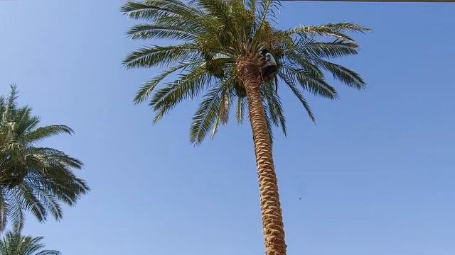 Очистка пальм ручным способом в Египте смотреть онлайн