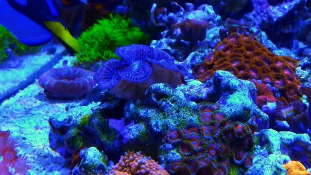 TANK TOURS EP2: Red Sea Reefer XL 200 смотреть онлайн
