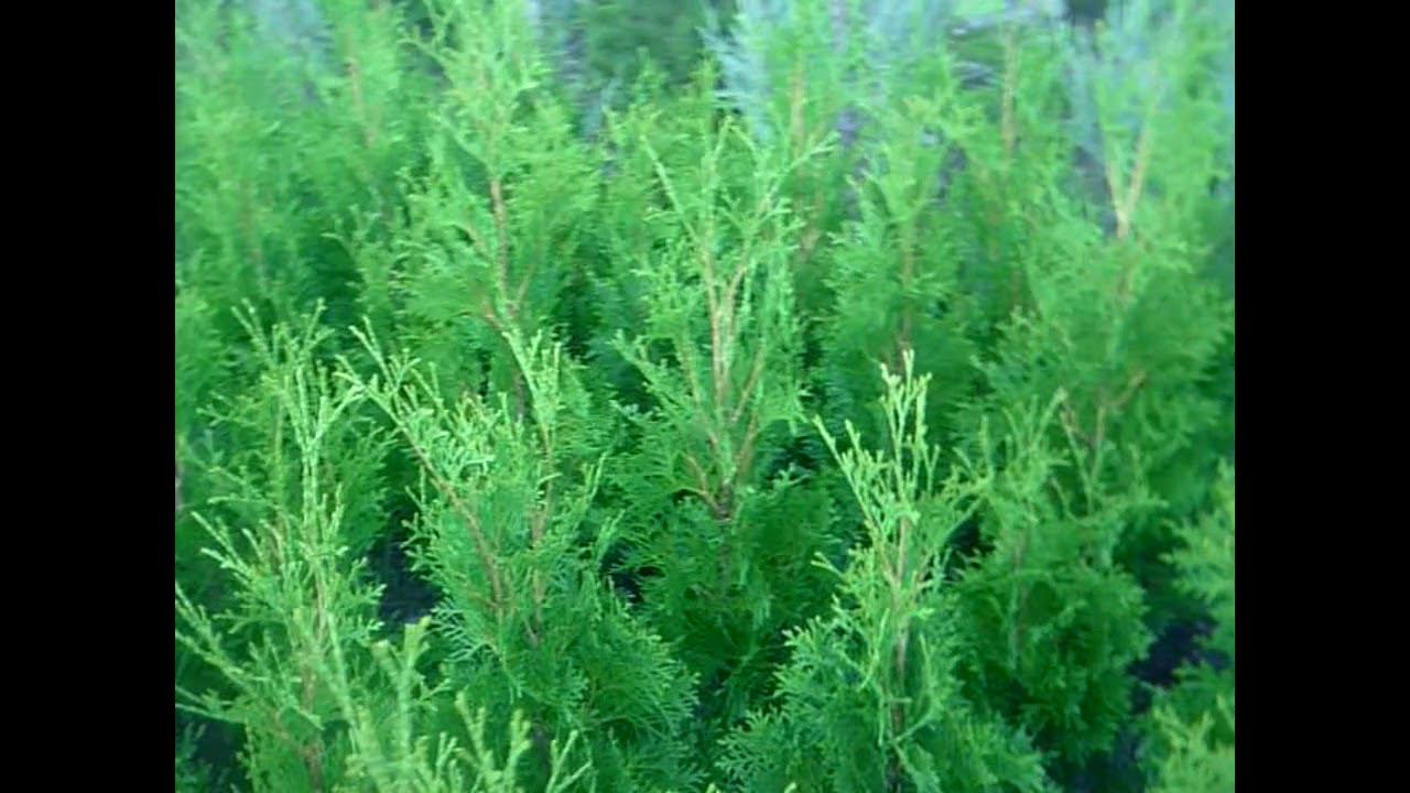 Туя западная колоновидная Колумна 5-ти летка (осень 2017). Саженцы туи смотреть онлайн