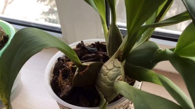 138)?ОБЗОР ЦВЕТУЩИХ ОРХИДЕЙ ЯНВАРЯ