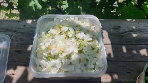 АРОМАТИЗИРУЕМ ЧАЙ ЖАСМИНОМ ? СУШИМ ЖАСМИН без СУШИЛКИ