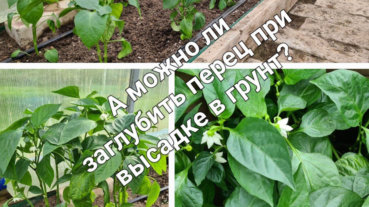 Можно ли заглублять взрослую рассаду перца при высадке в грунт? Да или нет???