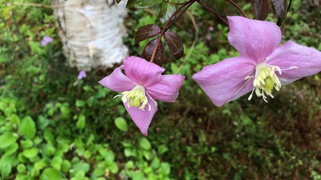 Clématite Clematis montana 'Mayleen' Les fleurs font de la trampoline. смотреть онлайн