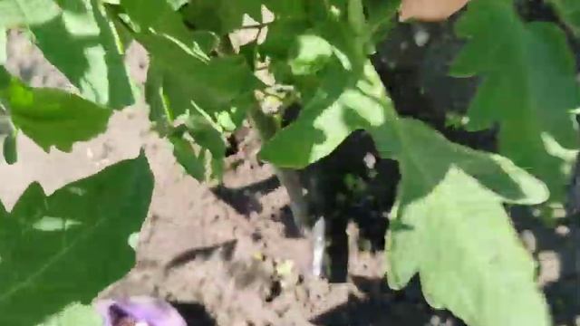 Томаты в открытом грунте 2022 // 4 грядка смотреть онлайн