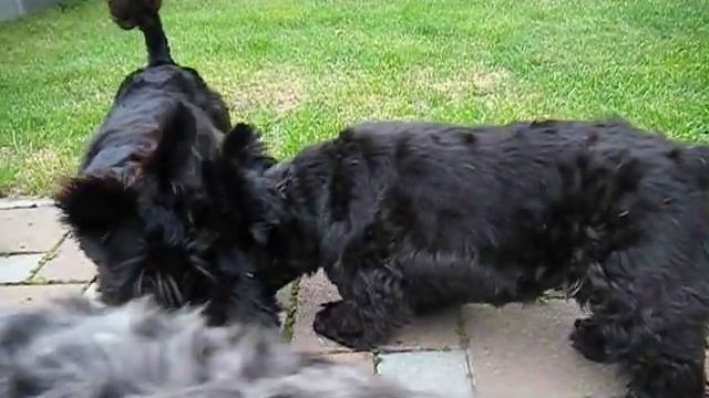 Scottish Terrier　＆　Miniature Schnauzer смотреть онлайн