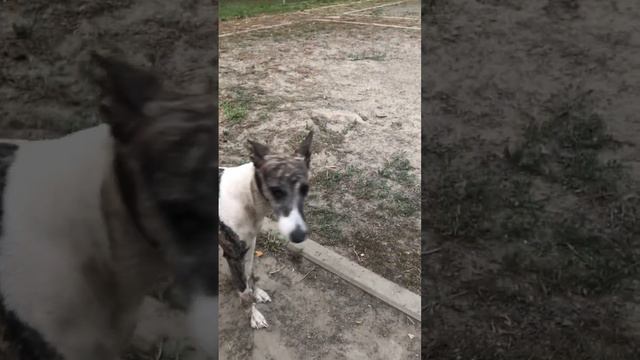 Эти ушки #dogs #whippet #labrador Милашка смотреть онлайн