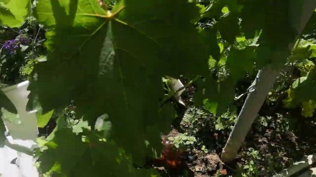 Состояние винограда на 11.08.22, часть 1