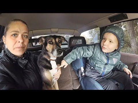 Как мы лечили собаку. Слабонервным не смотреть! смотреть онлайн