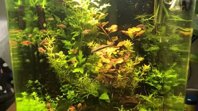 Ольховые шишки в аквариуме. Alder cones in my fish tank. смотреть онлайн