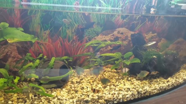 Уборка/Авгиевы конюшни?Думаю над кормом/Что там мох?Толик как всегда-предсказатель?Нужен ваш совет! смотреть онлайн