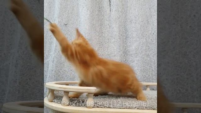 Мустанг (Divokun Mustang) 12 недель. Мейн-кун красный солид (MCO d) смотреть онлайн