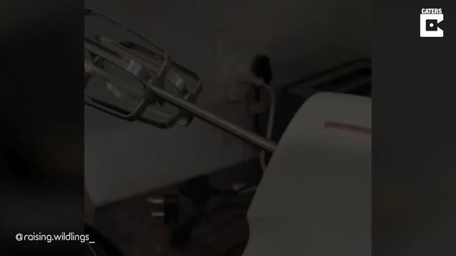 Woman's Clever Life Hack Of Shredding Chicken Using Hand Mixer смотреть онлайн